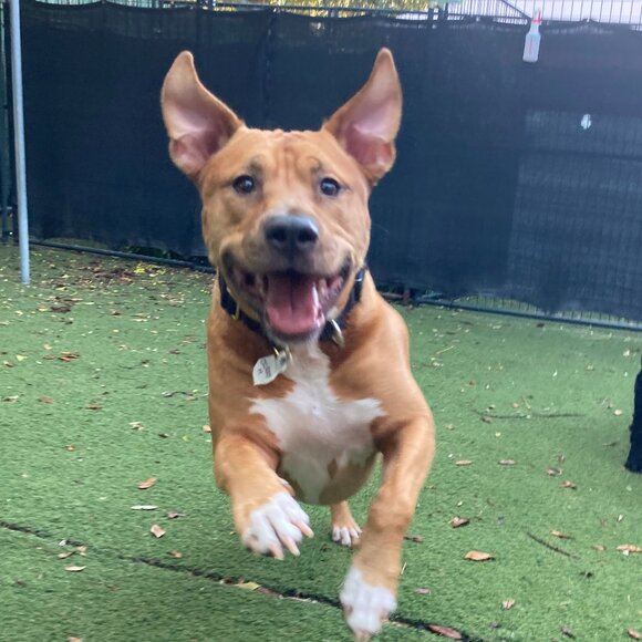 Help Me Move to Portugal - Woof, Woof Oakley - Picture 1 of 1